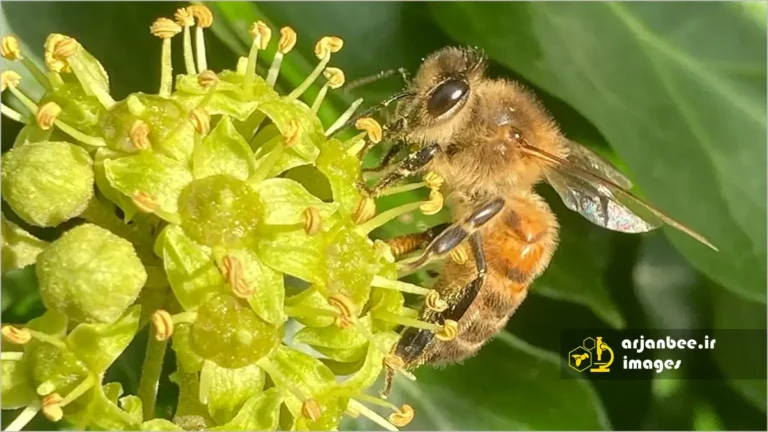 زنبور عسل روی پیچک Hedera helix