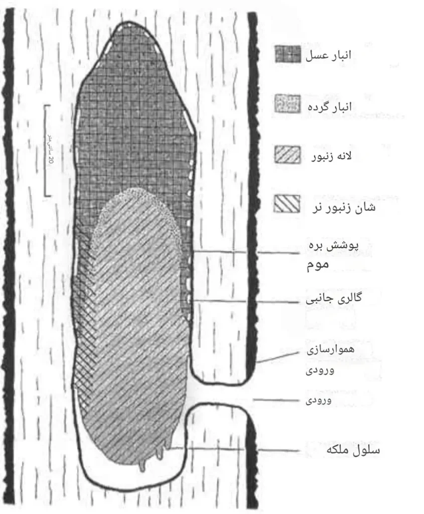 شکل ۱. نمودار کلی حفرهٔ درخت معمولی برگرفته از پژوهش سیلی و مورس (۱۹۷۶)، همراه با برچسب‌گذاری دقیق محل قرارگیری هر منبع (لانهٔ تخم‌گذاری، عسل، گرده و ورودی). عکس از: Seeley & Morse (1976)