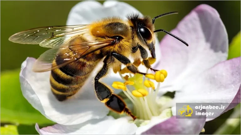 زنبور عسل روی شکوفه سیب