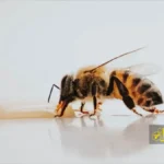 تغذیه زنبورهای عسل