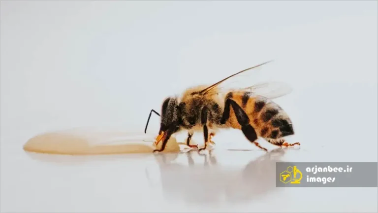 تغذیه زنبورهای عسل