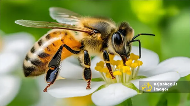 زنبور عسل روی شکوفه