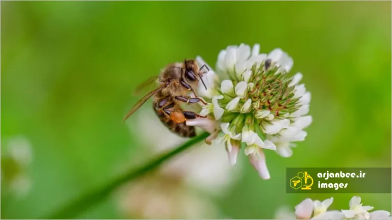 زنبور عسل روی شبدر سفید