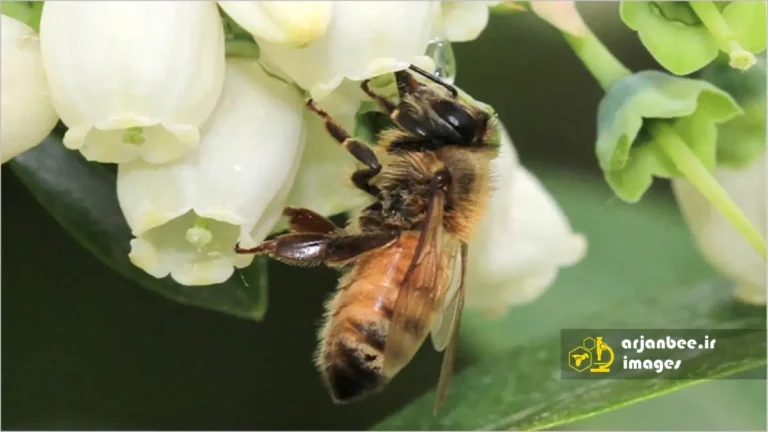 زنبور عسل روی گل های بلوبری