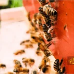 فرمون ناسونوف زنبور عسل