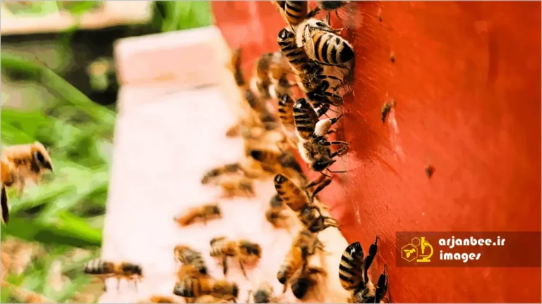 فرمون ناسونوف زنبور عسل