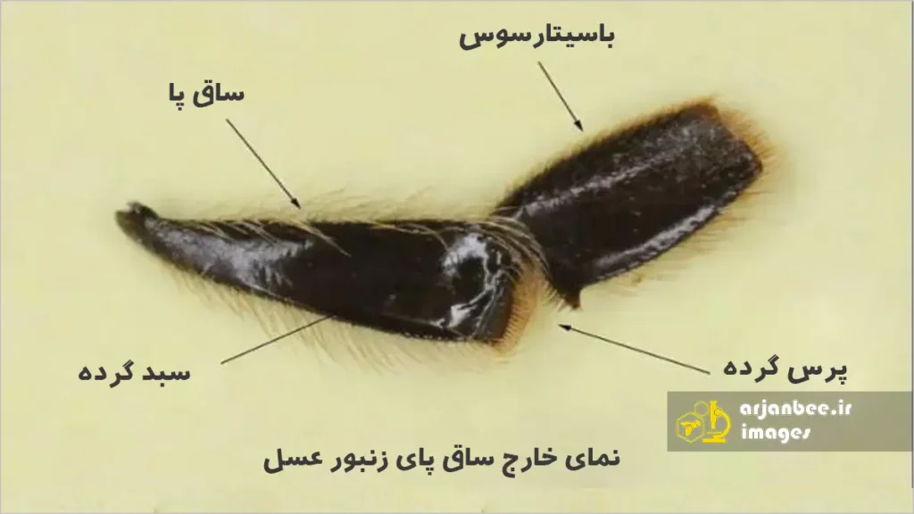 نمای خارجی پای عقبی زنبور عسل