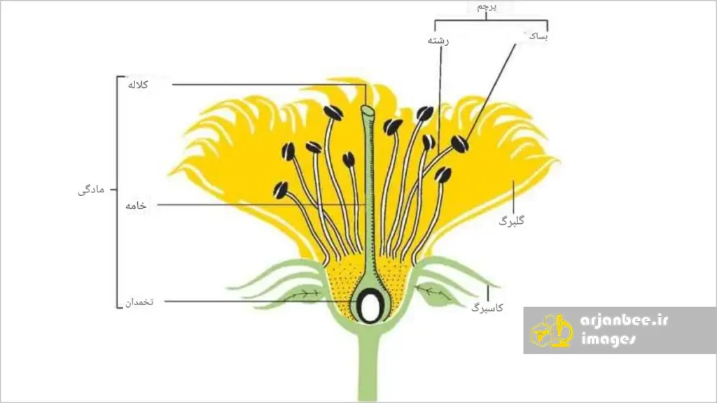 شکل 2. نمودار تشریحی یک گل