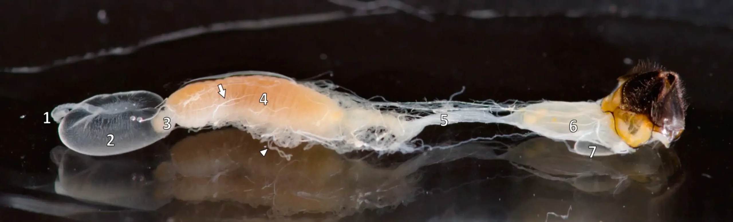 دستگاه گوارش زنبور عسل