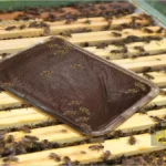 تغذیه زنبور عسل با جایگزین گرده