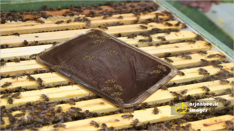 تغذیه زنبورهای عسل با جایگزین گرده