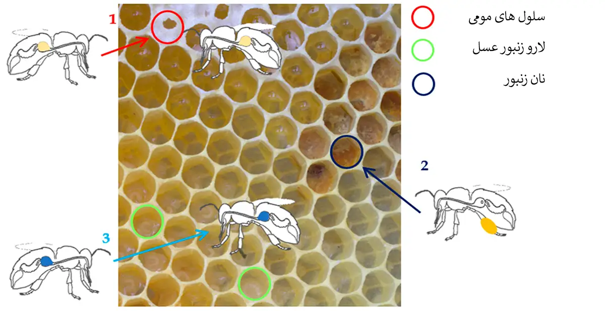 شماتیک توالی کاری در جمع‌آوری غذا در کندو