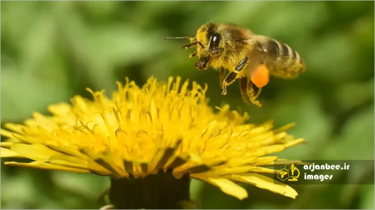 زنبور عسل روی گل قاصدک