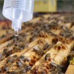 استفاده از اسید اگزالیک در كنترل كنه واروآ 1 روش قطره ای اسید اگزالیک در كنترل كنه واروآ