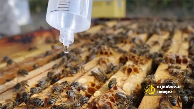 روش قطره ای اسید اگزالیک در كنترل كنه واروآ